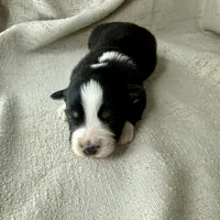 Wacky, a female Miniature Australian Shepherd for sale in Boring, OR – Photo 6 of 6