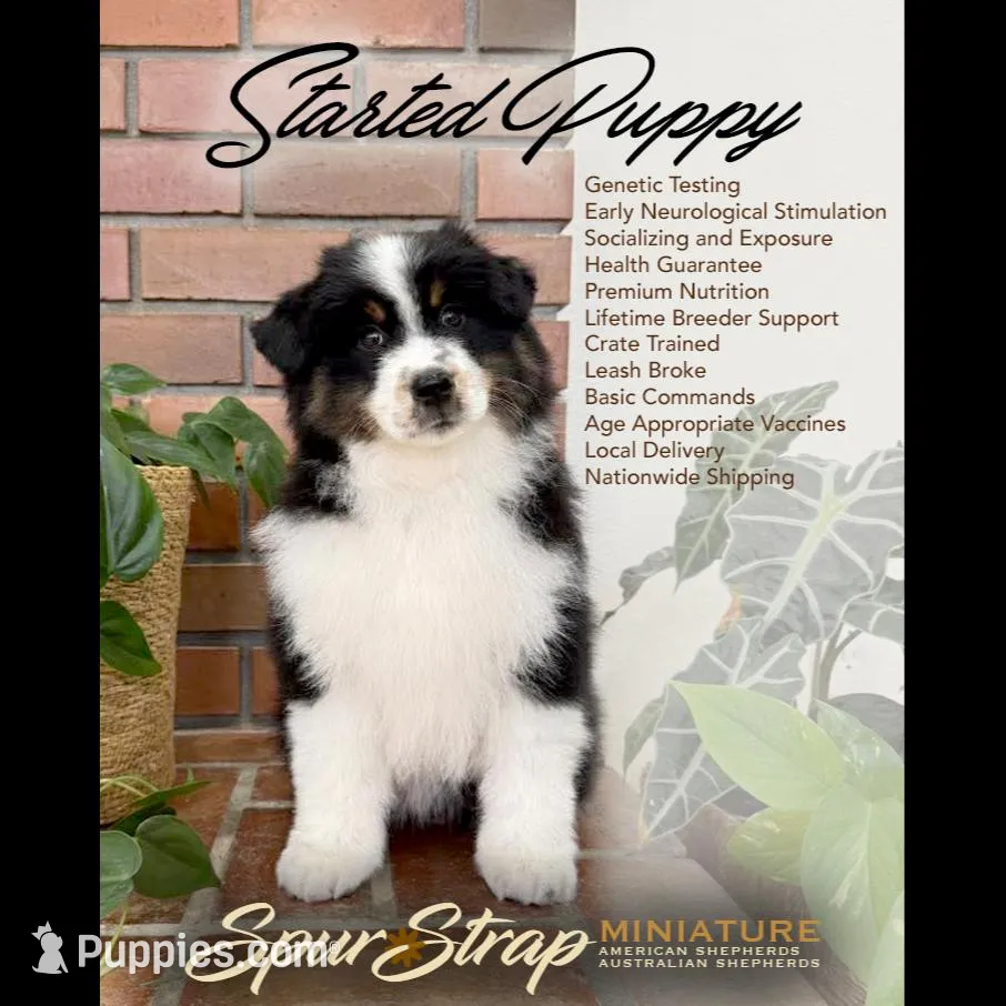 Wacky, a female Miniature Australian Shepherd for sale in Boring, OR – Photo 2 of 6