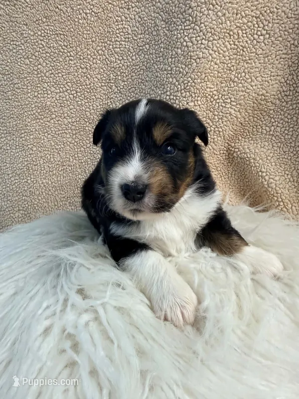Doc – Miniature Australian Shepherd, Miniature American Shepherd puppy for sale in Boring, OR