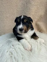 Doc, a male Miniature Australian Shepherd and Miniature American Shepherd for sale in Boring, OR – 1 of 3