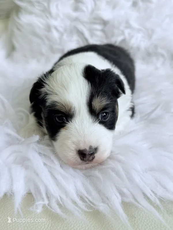 Prism – Miniature Australian Shepherd puppy for sale in Boring, OR