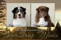 Sundance, a male Miniature Australian Shepherd and Miniature American Shepherd for sale in Boring, OR – 2 of 2
