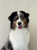 Doc, a male Miniature Australian Shepherd and Miniature American Shepherd for sale in Boring, OR – 2 of 3