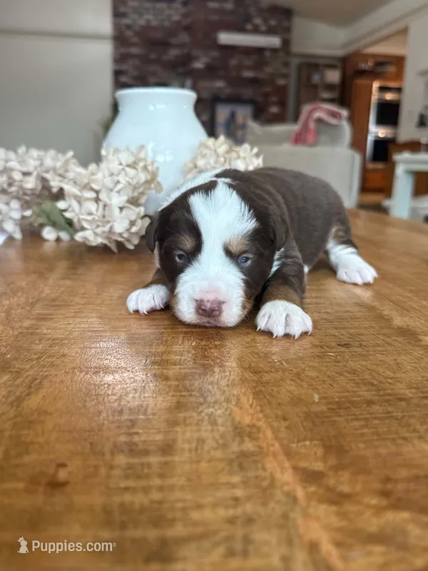 Union – Miniature American Shepherd puppy for sale in Boring, OR