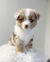 Chip, a male Miniature American Shepherd for sale in Boring, OR – 2 of 2