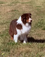 Union, a male Miniature American Shepherd for sale in Boring, OR – 3 of 3