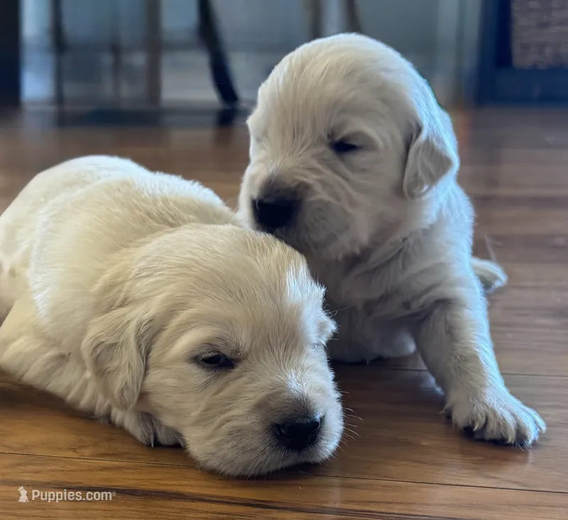 Sophie  – English Cream Golden Retriever puppy for sale in Bloomington, IN