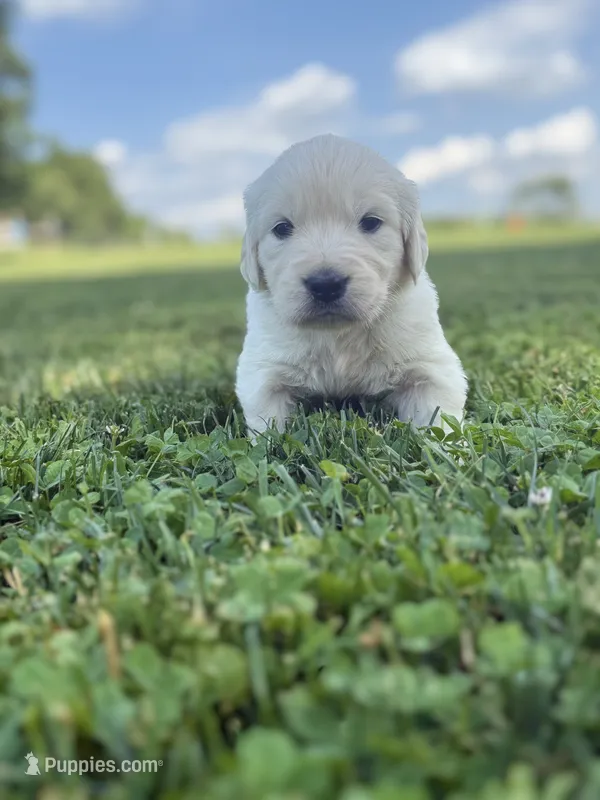Clifford – English Cream Golden Retriever puppy for sale in Bloomington, IN