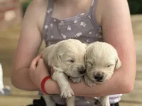 Sophie , a female English Cream Golden Retriever for sale in Bloomington, IN – 1 of 9
