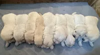 Sophie , a female English Cream Golden Retriever for sale in Bloomington, IN – 7 of 9