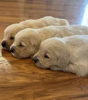 Opal, a female English Cream Golden Retriever for sale in Bloomington, IN – 1 of 5