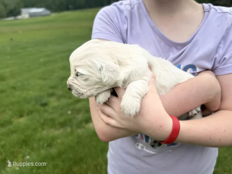 Clifford – English Cream Golden Retriever puppy for sale in Bloomington, IN