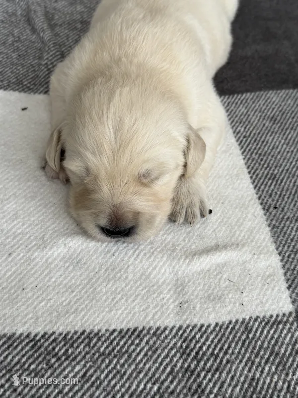 Clifford – English Cream Golden Retriever puppy for sale in Bloomington, IN