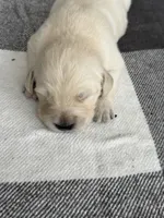 Clifford, a male English Cream Golden Retriever for sale in Bloomington, IN – 1 of 6