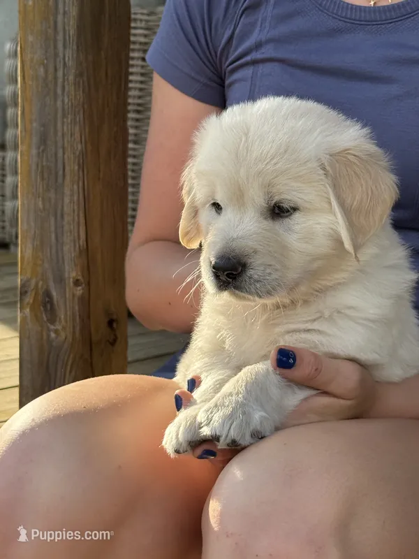 Benji  – English Cream Golden Retriever puppy for sale in Bloomington, IN