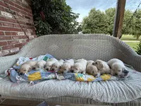 Klaus, a male English Cream Golden Retriever for sale in Bloomington, IN – 2 of 5