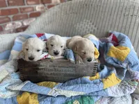Benji , a male English Cream Golden Retriever for sale in Bloomington, IN – 3 of 8