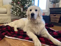 Chloe , a female English Cream Golden Retriever for sale in Bloomington, IN – 4 of 5