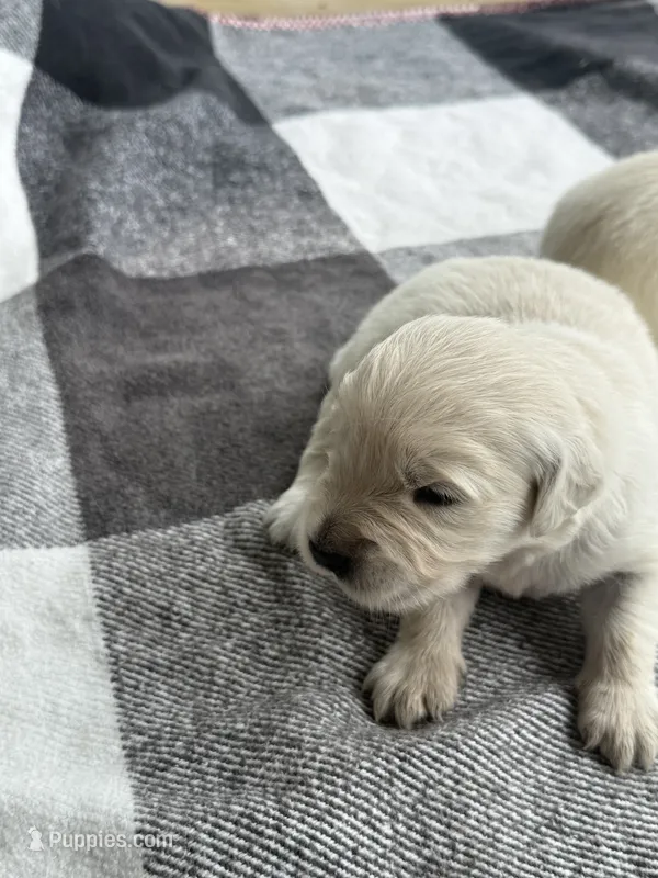 Opal – English Cream Golden Retriever puppy for sale in Bloomington, IN