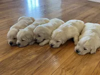 Sophie , a female English Cream Golden Retriever for sale in Bloomington, IN – 9 of 9