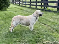 Benji , a male English Cream Golden Retriever for sale in Bloomington, IN – 4 of 4