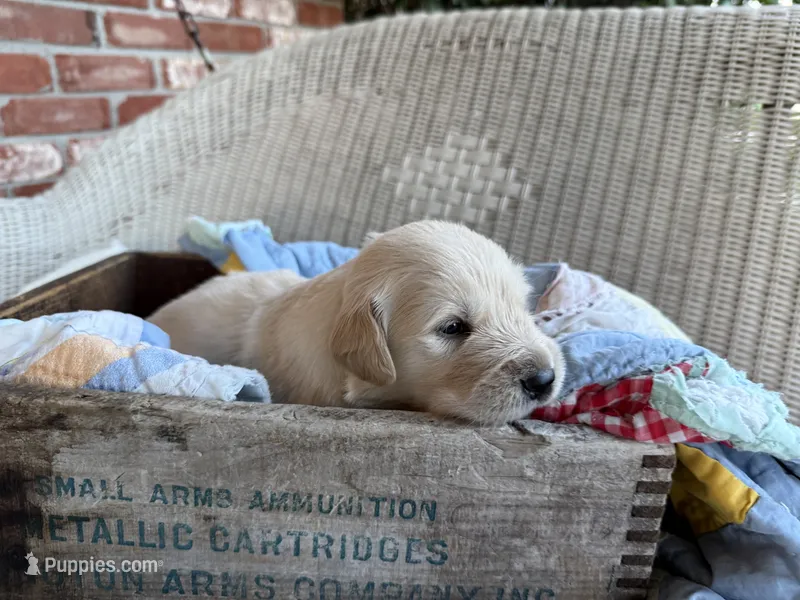 Klaus – English Cream Golden Retriever puppy for sale in Bloomington, IN