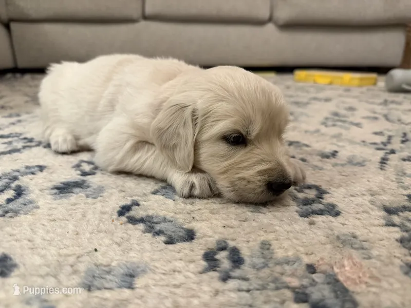 Sophie  – English Cream Golden Retriever puppy for sale in Bloomington, IN