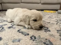 Sophie , a female English Cream Golden Retriever for sale in Bloomington, IN – 1 of 10
