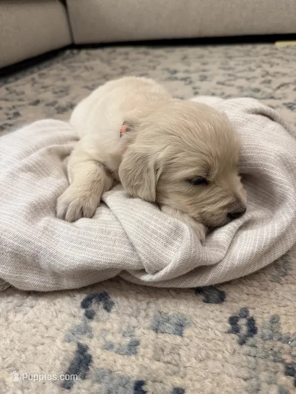Opal – English Cream Golden Retriever puppy for sale in Bloomington, IN