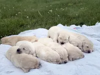 Klaus, a male English Cream Golden Retriever for sale in Bloomington, IN – 3 of 3