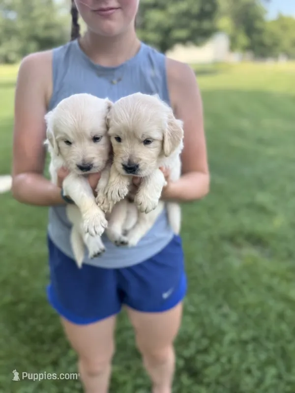 Clifford – English Cream Golden Retriever puppy for sale in Bloomington, IN