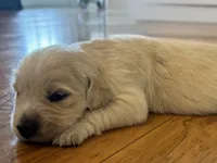 Sophie , a female English Cream Golden Retriever for sale in Bloomington, IN – 8 of 9