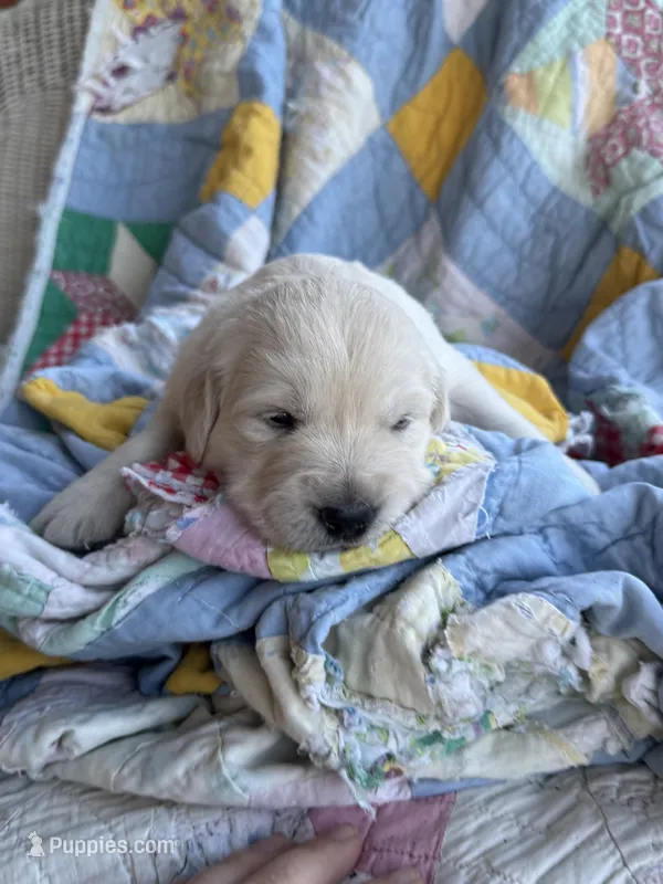Benji  – English Cream Golden Retriever puppy for sale in Bloomington, IN
