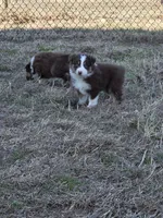 Batman ASDR red tri, a male Australian Shepherd for sale in Hubert, NC – Photo 3 of 10
