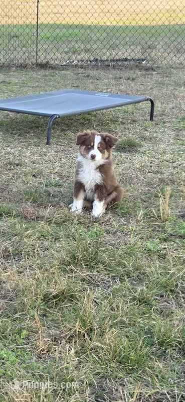 Batman ASDR red tri – Australian Shepherd puppy for sale in Hubert, NC