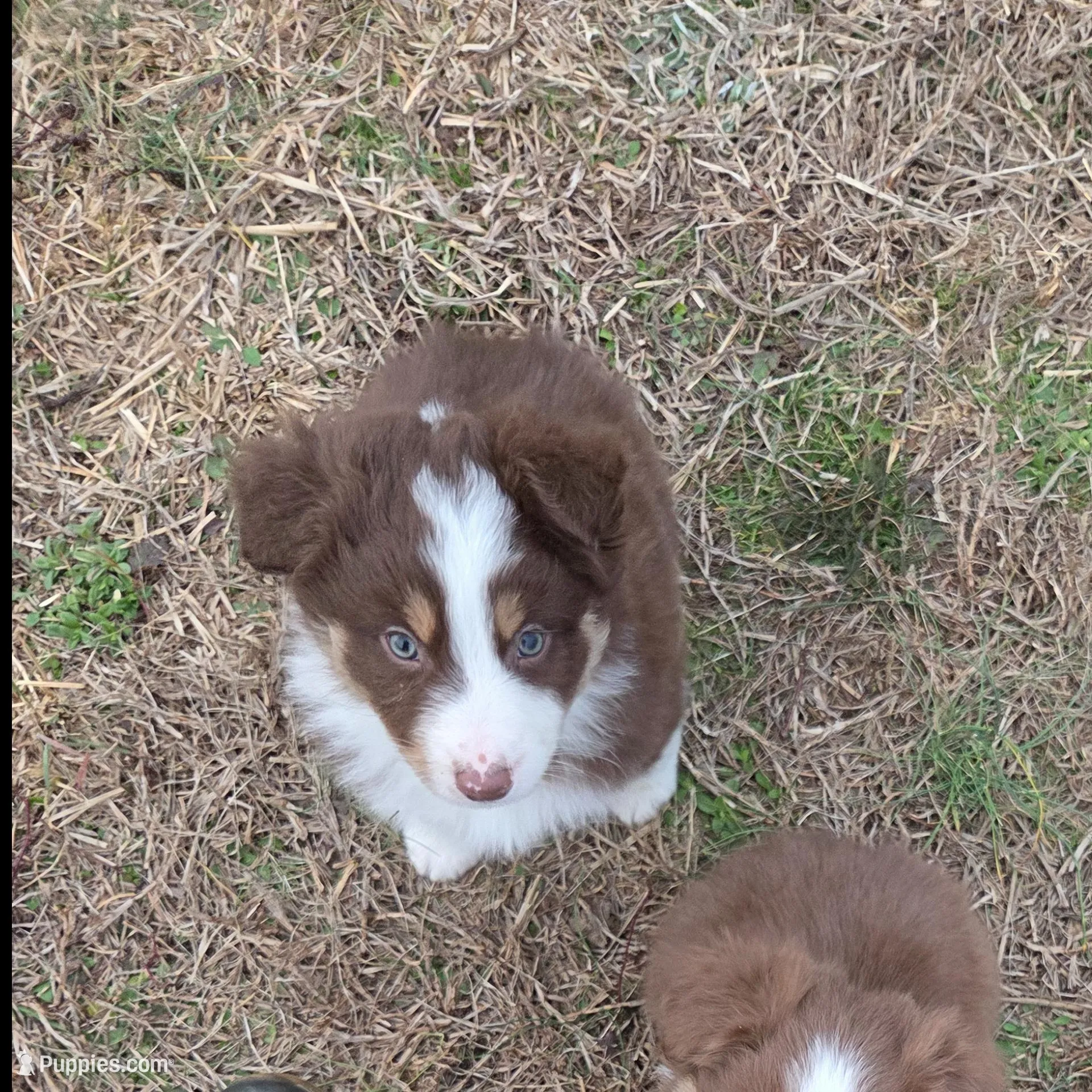 Batman ASDR red tri, a male Australian Shepherd for sale in Hubert, NC – Photo 2 of 10