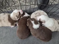 processed/b72c799c-7035-4947-a0fe-b5edd27f6c64/listing/4242fc4e-dd77-4d57-ac11-29d9090dcf1b/8c7d52ca-0bef-431d-a928-8c82d73bbc0e