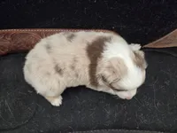 Bolt ASDR red merle , a male Australian Shepherd for sale in Hubert, NC – Photo 10 of 10