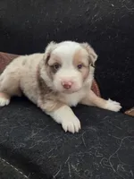 Bolt ASDR red merle , a male Australian Shepherd for sale in Hubert, NC – Photo 5 of 10