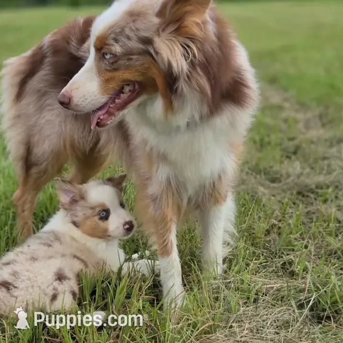 Bolt ASDR red merle , a male Australian Shepherd for sale in Hubert, NC – Photo 7 of 10