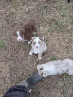 Bolt ASDR red merle , a male Australian Shepherd for sale in Hubert, NC – Photo 4 of 10