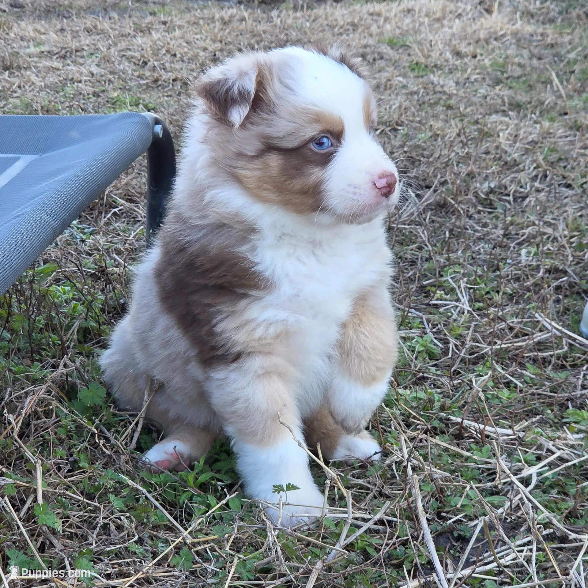 Bolt ASDR red merle , a male Australian Shepherd for sale in Hubert, NC – Photo 2 of 10