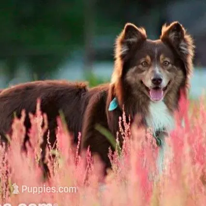 Bolt ASDR red merle , a male Australian Shepherd for sale in Hubert, NC – Photo 9 of 10