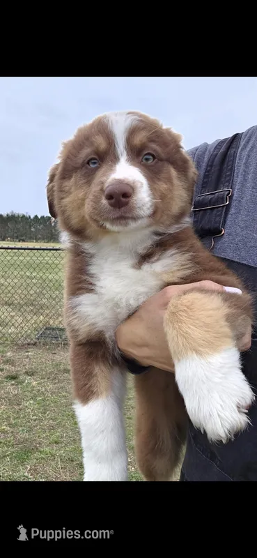 Cowboy ASDR red tri  – Australian Shepherd puppy for sale in Hubert, NC