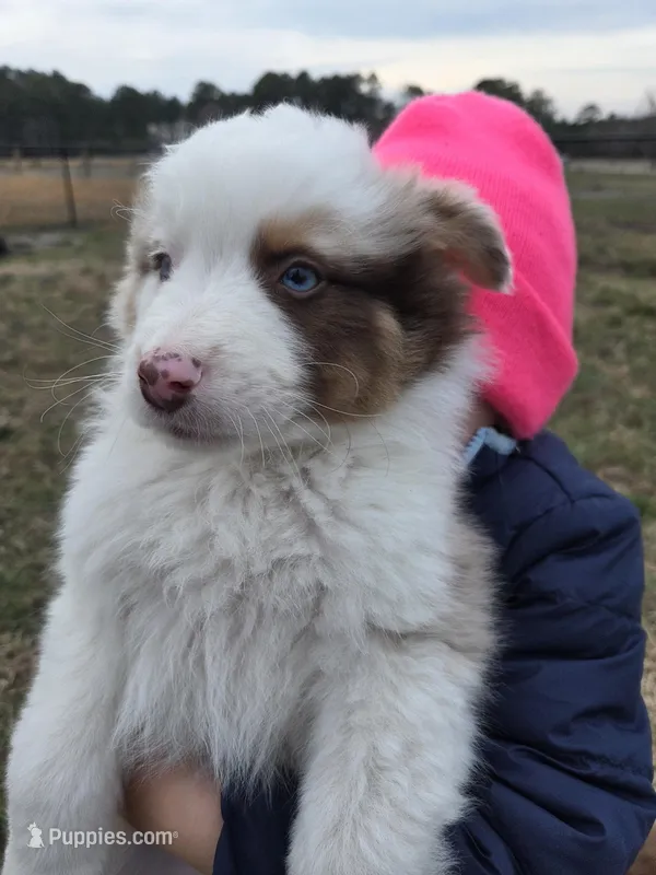Snowman ASDR red merle 