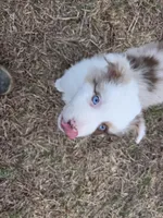 Snowman ASDR red merle , a male Australian Shepherd for sale in Hubert, NC – Photo 2 of 10