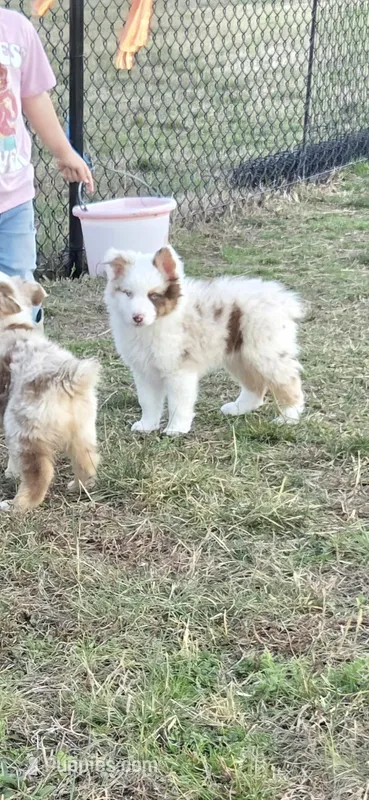 Snowman ASDR red merle  – Australian Shepherd puppy for sale in Hubert, NC