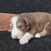 Red tri ASDR, a male Australian Shepherd for sale in Hubert, NC – Photo 9 of 10