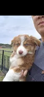 Red tri ASDR, a male Australian Shepherd for sale in Hubert, NC – Photo 2 of 10