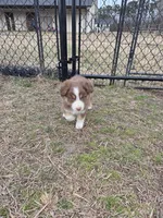 Spot ASDR red tri, a male Australian Shepherd for sale in Hubert, NC – Photo 9 of 9